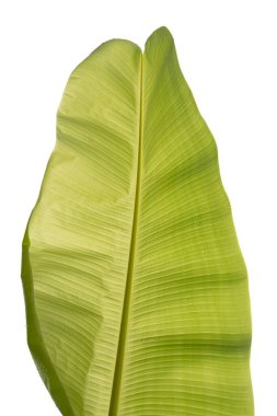 Yeşil muz yaprağı özeti. Muz yaprakları