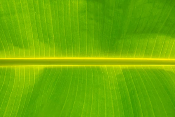 バナナの葉 緑のバナナの葉の背景抽象 — ストック写真