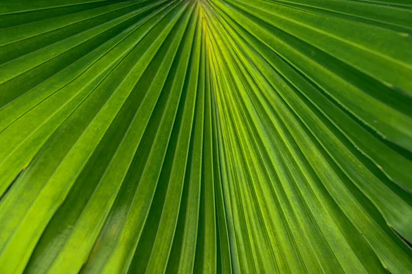 Tropical Palm Leaves Floral Pattern Background Real Photo — Stock Photo, Image