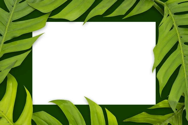 Blank Card Fresh Mint Leaves White Background Tropical Leaves Monstera — Φωτογραφία Αρχείου