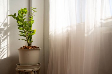 Evde oksijen üretmek için ahşap sehpanın üzerindeki büyük yeşil saksı, Vintage ev atmosferi.