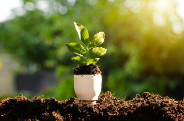 Toprakta sıcak güneş ışığıyla büyüyen küçük yeşil filizler ekolojik yenilik, yenilenebilir enerji, sürdürülebilirlik ve çevresel farkındalığı sembolize eder. Yeşil teknoloji ve gelecekteki enerji