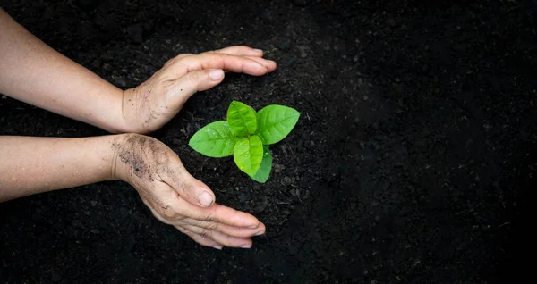 Mano Irrigazione Piante Albero Montagna Verde Sfondo Femminile Mano Che — Foto Stock