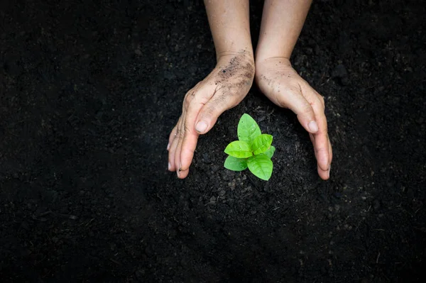 Mano Irrigazione Piante Albero Montagna Verde Sfondo Femminile Mano Che — Foto Stock