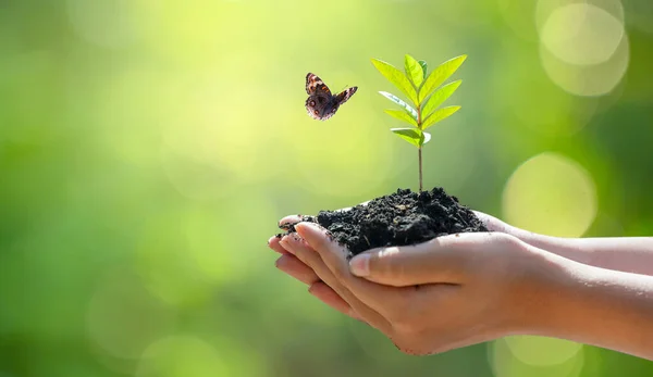 묘목을 재배하는 나무들이 환경의 Bokeh Green Background Female Hand Holding — 스톡 사진