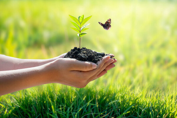 День Земли в руках деревьев, выращивающих саженцы. Боке зеленый фон Женская рука держит дерево на природе трава Концепция сохранения леса