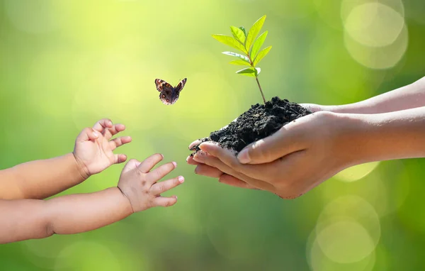 Environment Earth Day Hands Trees Growing Seedlings Bokeh Green Background — Stock Photo, Image
