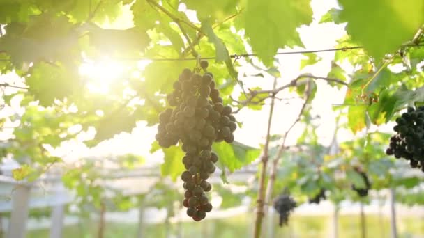 Kebun anggur dengan cahaya pagi — Stok Video