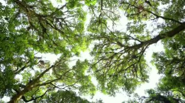 Orman yeşilliklerle dolu değil..