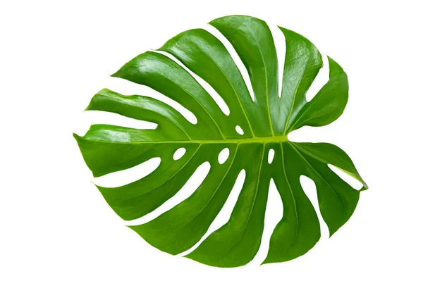 Foglie Monstera Con Isolato Fondo Bianco Foglie Fondo Bianco — Foto Stock