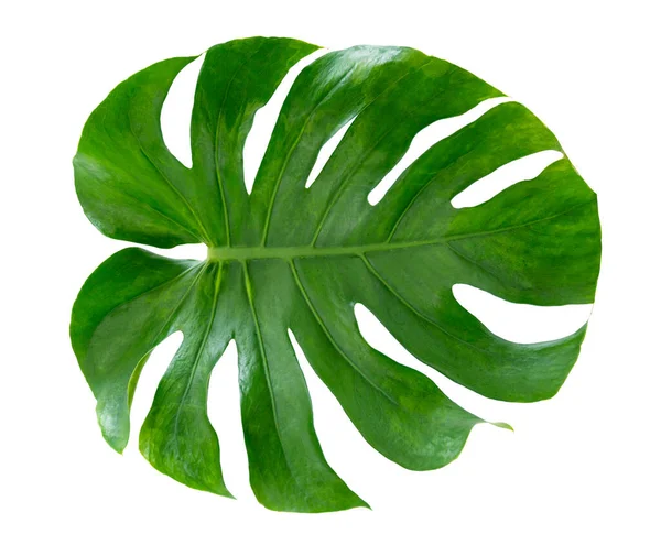 Foglie Monstera Con Isolato Fondo Bianco Foglie Fondo Bianco — Foto Stock