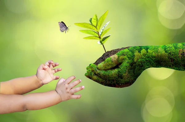 Ambiente Día Tierra Manos Árboles Que Crecen Plántulas Bokeh Verde —  Fotos de Stock