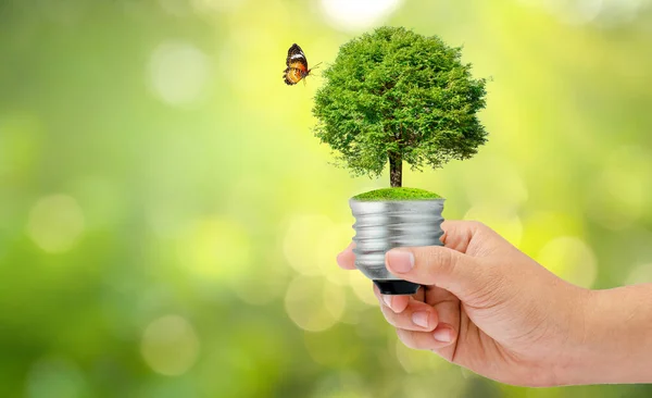 Der Wald Und Die Bäume Stehen Licht Konzepte Des Umweltschutzes — Stockfoto