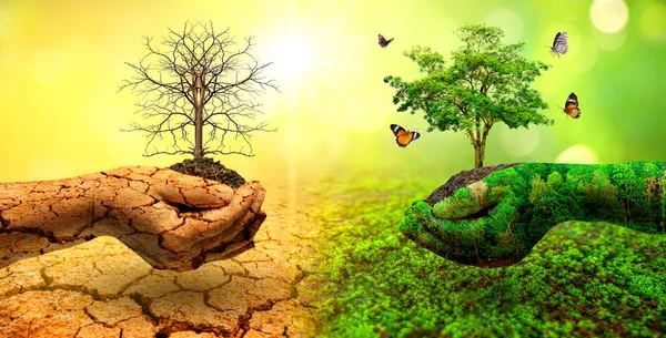 Baum Zwei Händen Mit Sehr Unterschiedlichen Umgebungen Tag Der Erde — Stockfoto