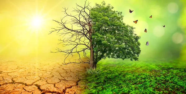 Baum Zwei Mit Sehr Unterschiedlichen Umgebungen Earth Day Oder Weltumwelttag — Stockfoto