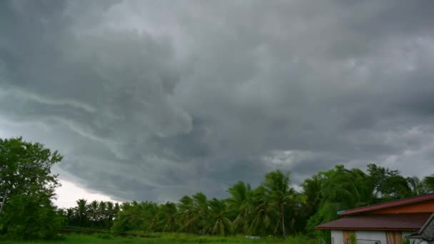 嵐が森を襲い、タイでは大雨が降っている。Nakhon Si Thammarat — ストック動画