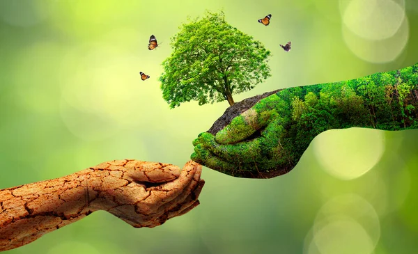 Miljö Earth Day Händerna Träd Som Odlar Plantor Bokeh Grön — Stockfoto