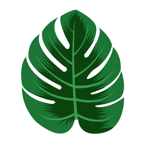 Hojas Monstera Verde Sobre Fondo Blanco Aislado — Archivo Imágenes Vectoriales