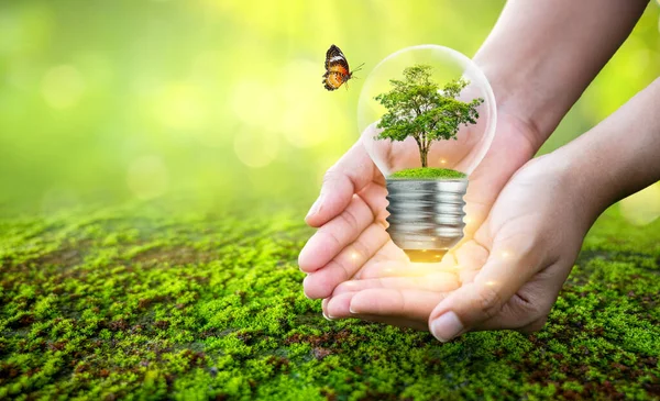 Hombre Sosteniendo Bombilla Con Árbol Dentro Concepto Árbol Conservación Del — Foto de Stock