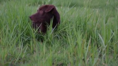 Köpekler çimenlerde koşarken eğleniyorlar..