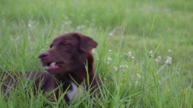 Köpekler çimenlerde koşarken eğleniyorlar..