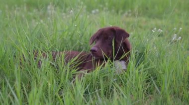 Köpekler çimenlerde koşarken eğleniyorlar..
