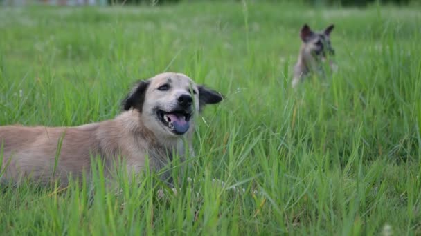 개들은 풀밭에서 뛰어다니는 즐긴다 — 비디오