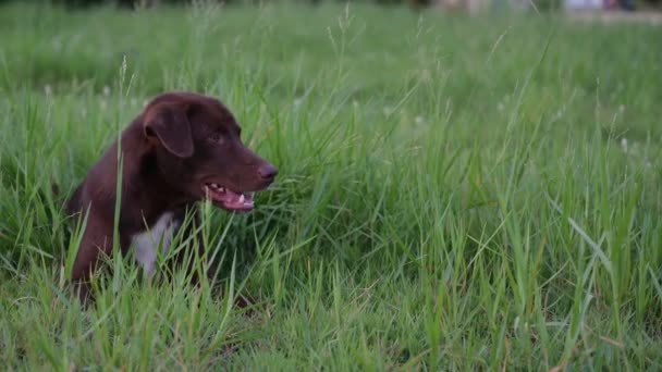 Σκυλιά Διασκεδάζουν Τρέχοντας Στο Γρασίδι — Αρχείο Βίντεο