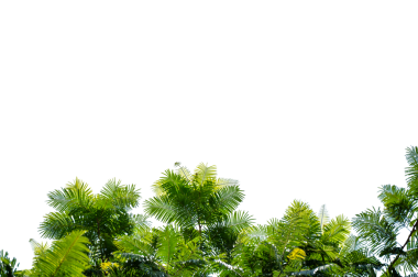 Taze Yapraklarla Yeşil Ağaç Dalı Örtüsü Doğa ve Çevre Tasarımı İçin Şeffaf PNG