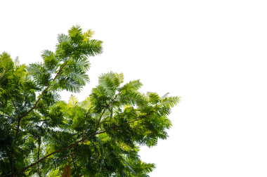 Taze Yapraklarla Yeşil Ağaç Dalı Örtüsü Doğa ve Çevre Tasarımı İçin Şeffaf PNG