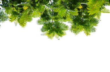 Taze Yapraklarla Yeşil Ağaç Dalı Örtüsü Doğa ve Çevre Tasarımı İçin Şeffaf PNG