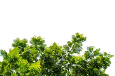 Taze Yapraklarla Yeşil Ağaç Dalı Örtüsü Doğa ve Çevre Tasarımı İçin Şeffaf PNG