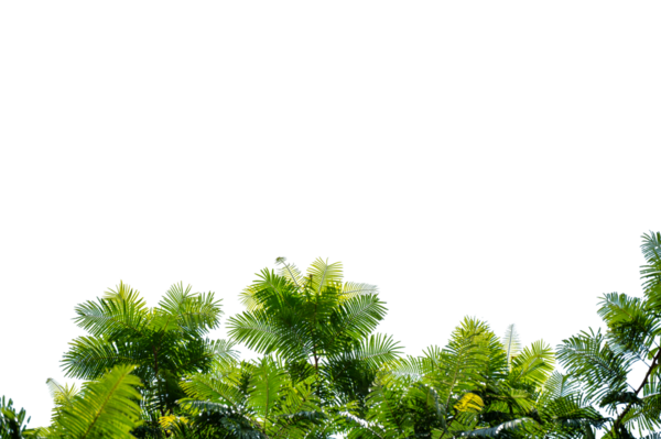 Taze Yapraklarla Yeşil Ağaç Dalı Örtüsü Doğa ve Çevre Tasarımı İçin Şeffaf PNG