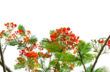 Beyaz Arkaplanda Kırmızı Çiçekler ve Yeşil Yapraklı Kraliyet Poinciana Şubesi