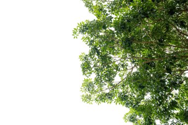 Bir dalda yeni yeşil yapraklar. Taze taze ağaç yaprakları. Beyaz arkaplanda izole bir nesne kümesi. Bahar geldi.