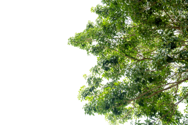 Taze Yapraklarla Yeşil Ağaç Dalı Örtüsü Doğa ve Çevre Tasarımı İçin Şeffaf PNG