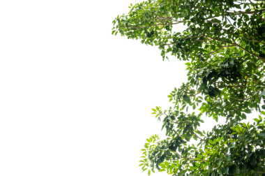 Taze Yapraklarla Yeşil Ağaç Dalı Örtüsü Doğa ve Çevre Tasarımı İçin Şeffaf PNG