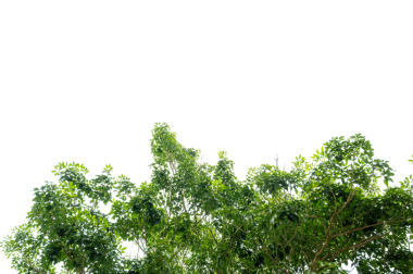 Taze Yapraklarla Yeşil Ağaç Dalı Örtüsü Doğa ve Çevre Tasarımı İçin Şeffaf PNG