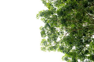 Taze Yapraklarla Yeşil Ağaç Dalı Örtüsü Doğa ve Çevre Tasarımı İçin Şeffaf PNG