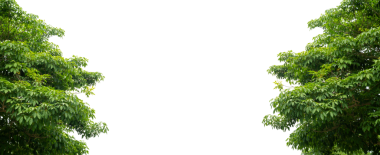 Taze Yapraklarla Yeşil Ağaç Dalı Örtüsü Doğa ve Çevre Tasarımı İçin Şeffaf PNG