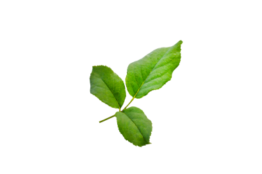 Gül yaprağı izole edildi. Gül yaprağı izole, yeşil yapraklı kesik dal afiş için doğa unsuru ya da kırpma yolu olan kart dekorasyonu. Saydam arkaplan PNG