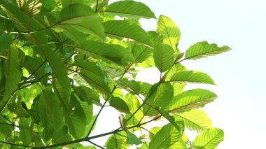 Kratom Kratom fidanından (Mitragyna Specose) yeşil olarak ayrılır. Tayland yerlileri için geleneksel bir bitkisel ilaçtır..