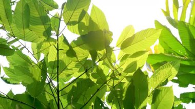 Kratom Kratom fidanından (Mitragyna Specose) yeşil olarak ayrılır. Tayland yerlileri için geleneksel bir bitkisel ilaçtır..