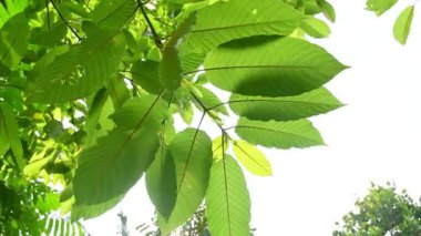 Kratom Kratom fidanından (Mitragyna Specose) yeşil olarak ayrılır. Tayland yerlileri için geleneksel bir bitkisel ilaçtır..