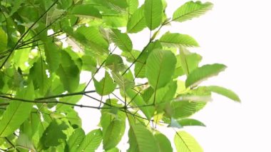 Kratom Kratom fidanından (Mitragyna Specose) yeşil olarak ayrılır. Tayland yerlileri için geleneksel bir bitkisel ilaçtır..