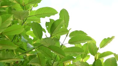 Kratom Kratom fidanından (Mitragyna Specose) yeşil olarak ayrılır. Tayland yerlileri için geleneksel bir bitkisel ilaçtır..