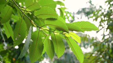 Kratom Kratom fidanından (Mitragyna Specose) yeşil olarak ayrılır. Tayland yerlileri için geleneksel bir bitkisel ilaçtır..