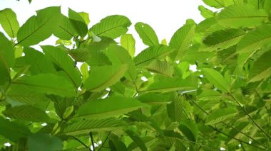 Kratom Kratom fidanından (Mitragyna Specose) yeşil olarak ayrılır. Tayland yerlileri için geleneksel bir bitkisel ilaçtır..