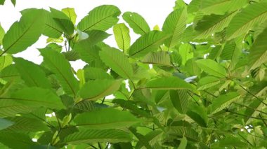 Kratom Kratom fidanından (Mitragyna Specose) yeşil olarak ayrılır. Tayland yerlileri için geleneksel bir bitkisel ilaçtır..