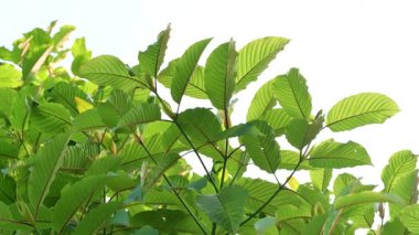 Kratom Kratom fidanından (Mitragyna Specose) yeşil olarak ayrılır. Tayland yerlileri için geleneksel bir bitkisel ilaçtır..